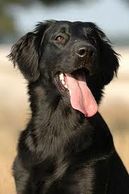 Flatcoat retriever