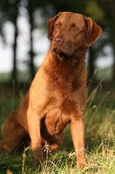 Chesapeak bay retriever