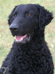 Curly coated retriever