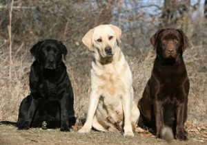 Labrador