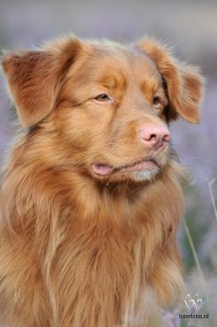 Duck tolling retriever